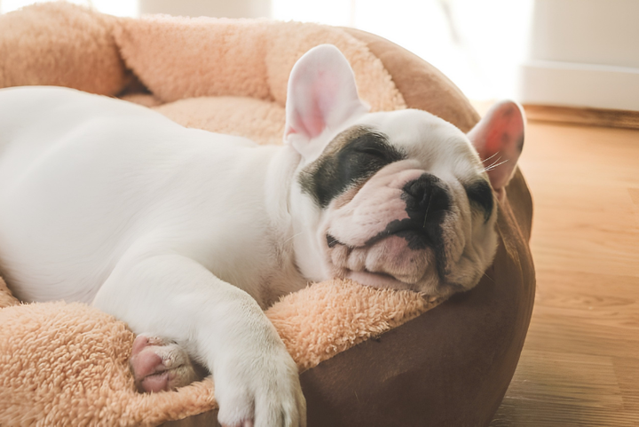 Creating Cozy Spaces For Pets